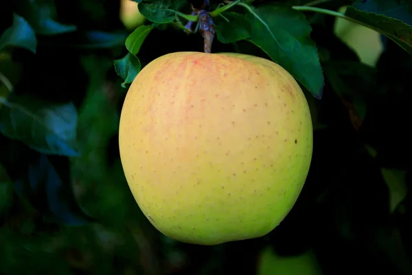 Gelbe Äpfel — Stockfoto