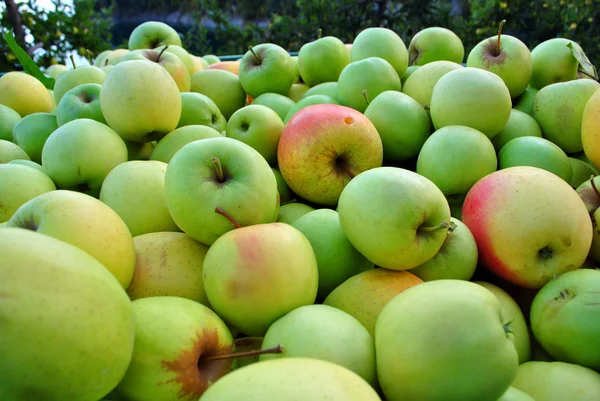 Žlutá jablka — Stock fotografie