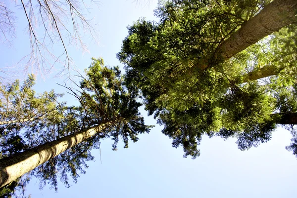 Bosque de pino — Foto de Stock