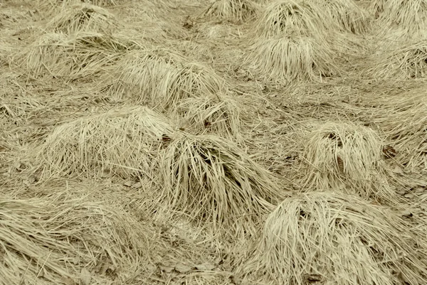 Трава текстури — стокове фото
