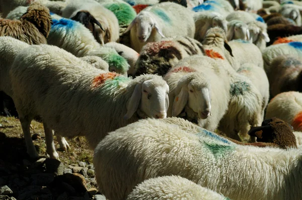 Міграції овець — стокове фото