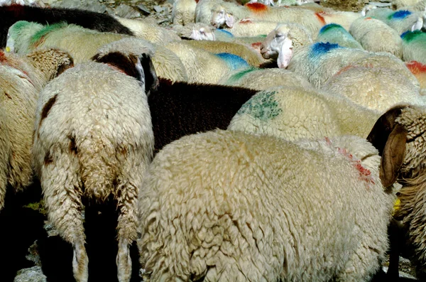 山の上の羊 — ストック写真