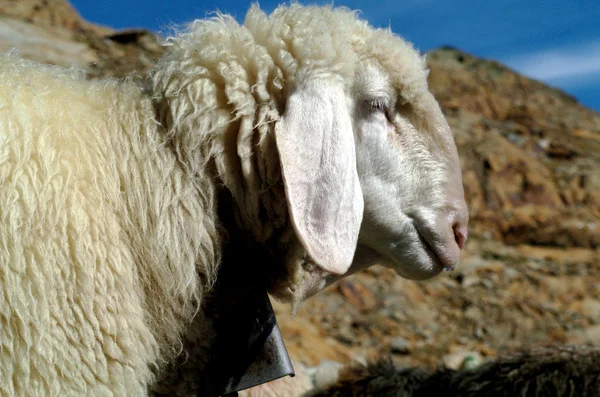 Πρόβατα σε ένα βουνό — Φωτογραφία Αρχείου