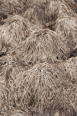 Grass texture clipart