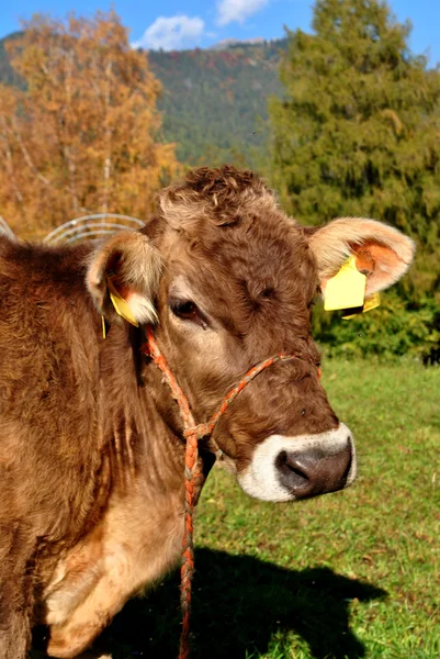 Коровы-тирольцы — стоковое фото