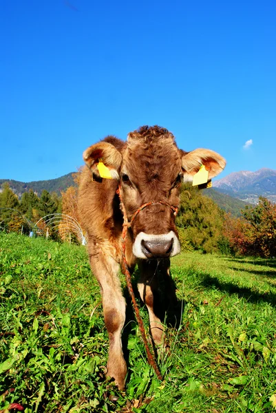 Тирольская корова отдыхает на зеленой траве — стоковое фото