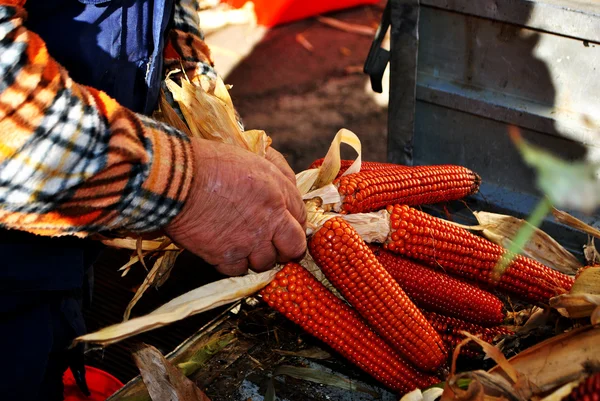 Culturas de milho — Fotografia de Stock