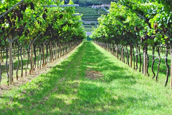 Виноградное мерло — стоковое фото