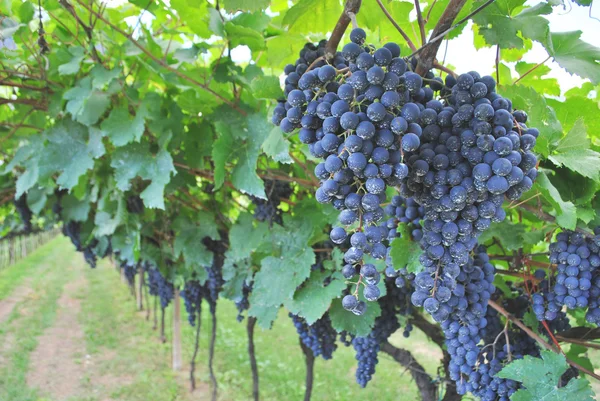Виноградное мерло — стоковое фото