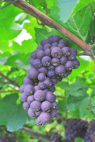 Vineyard merlot — Stockfoto