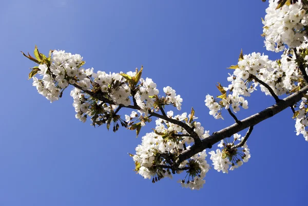 stock image Cherry blossoms