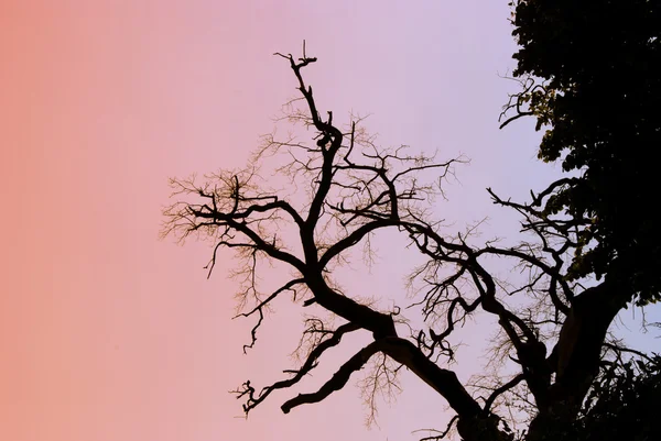 枯れ木 — ストック写真