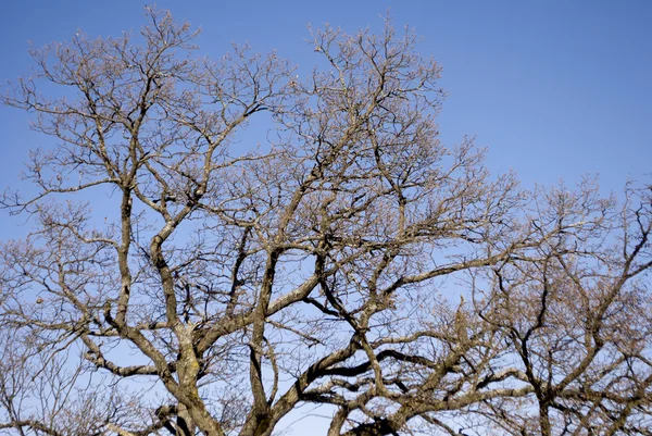 に対する樹木 — ストック写真