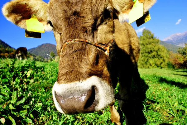 Tirolese αγελάδα — Φωτογραφία Αρχείου