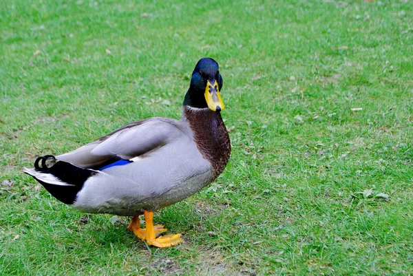 Garip ördek — Stok fotoğraf