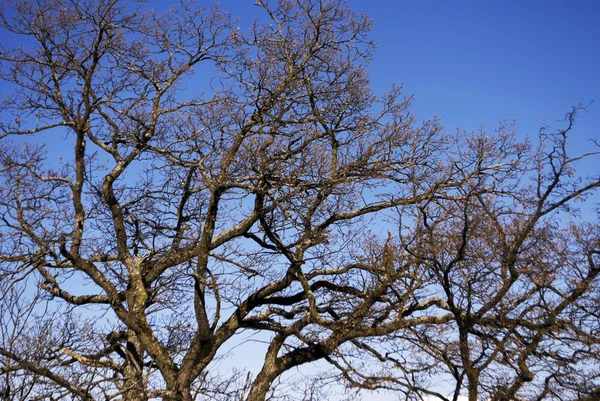 Ağaçlar karşı — Stok fotoğraf