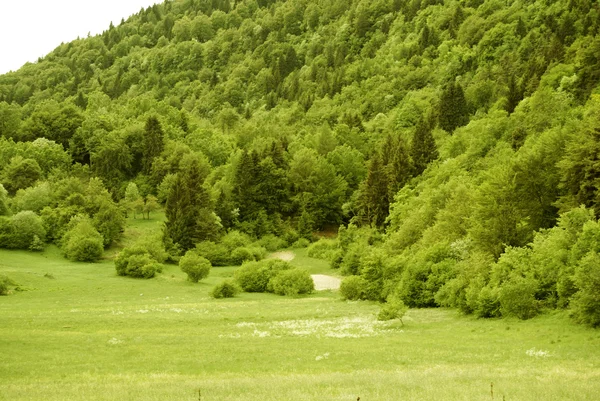 Erdők — Stock Fotó