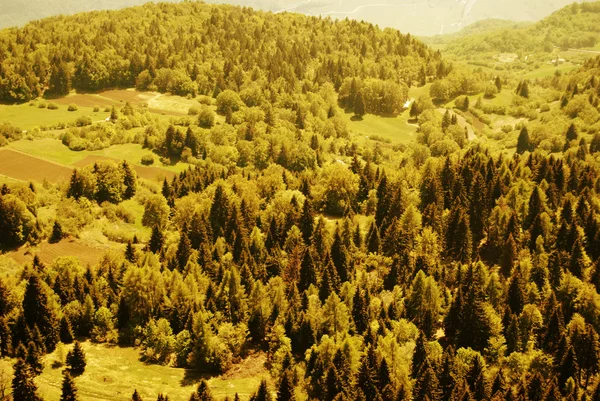 Skogen grön — Stockfoto