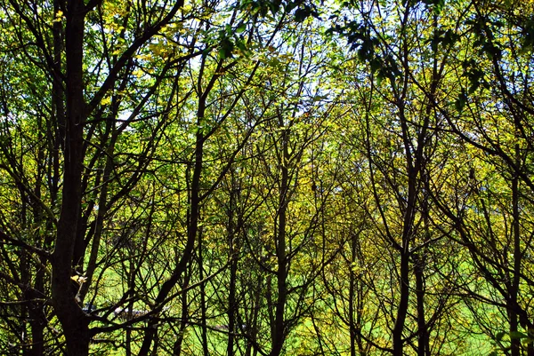 Floresta panorâmica — Fotografia de Stock