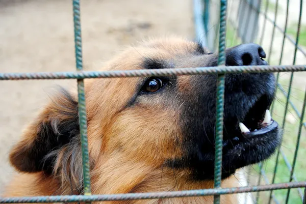 Gaiola cão — Fotografia de Stock
