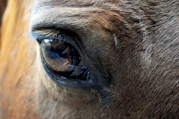 Коні очей — стокове фото