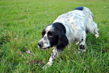 setter köpek