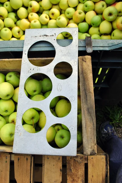 Apfelernte — Stockfoto
