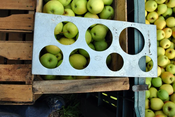 Äppelplockning — Stockfoto