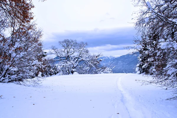 Les v zimě — Stock fotografie