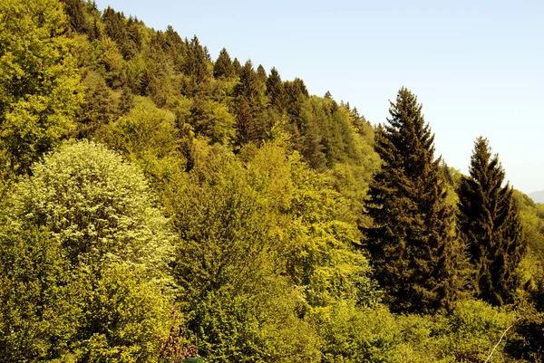 숲 녹색 — 스톡 사진