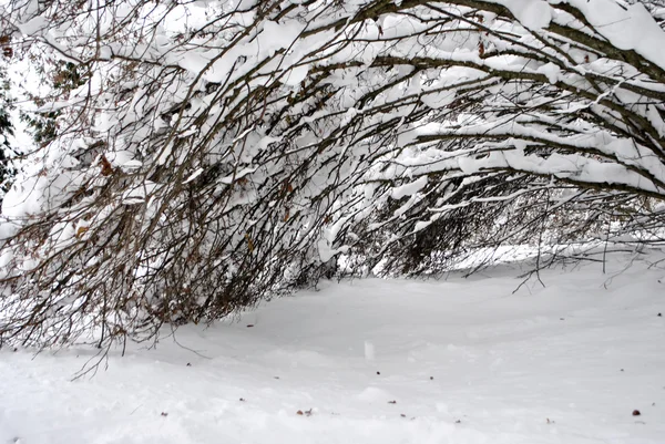 Замороженные деревья — стоковое фото