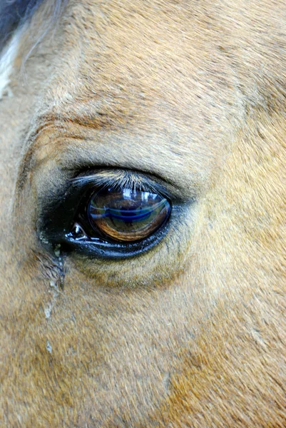 Hästar öga — Stockfoto