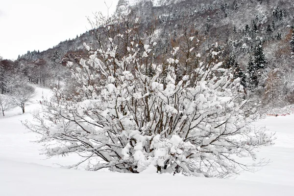 Bevroren bomen — Stockfoto