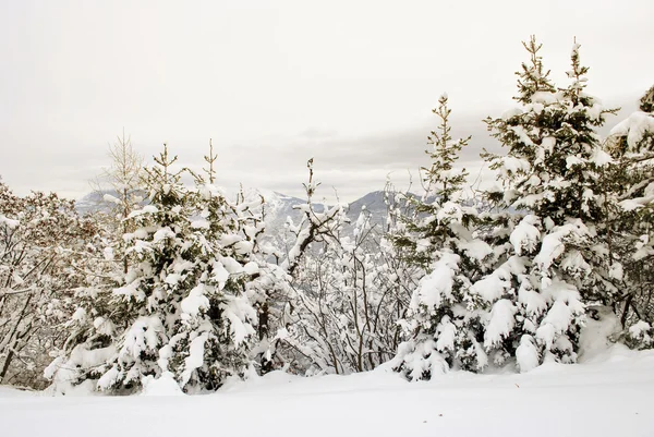 Eingefrorene Bäume — Stockfoto