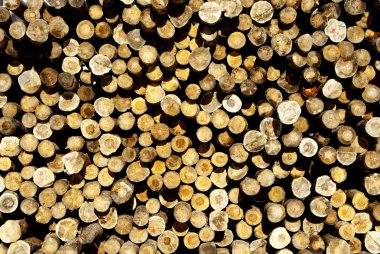 Larch logs clipart