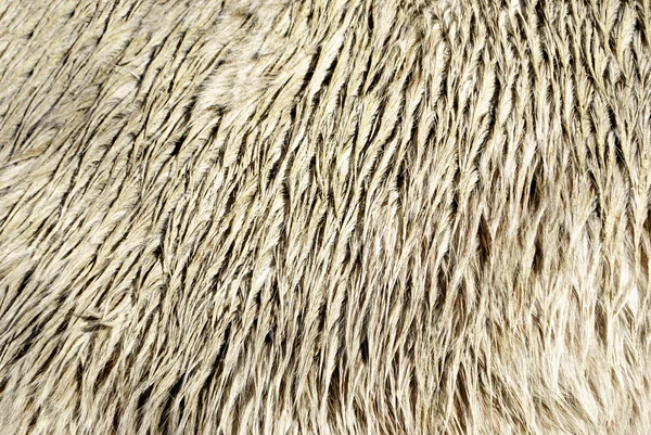 Caballo Haflinger — Foto de Stock