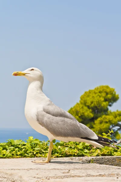 stock image Seagull