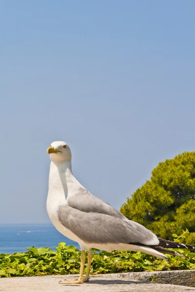 stock image Seagull