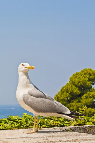 stock image Seagull