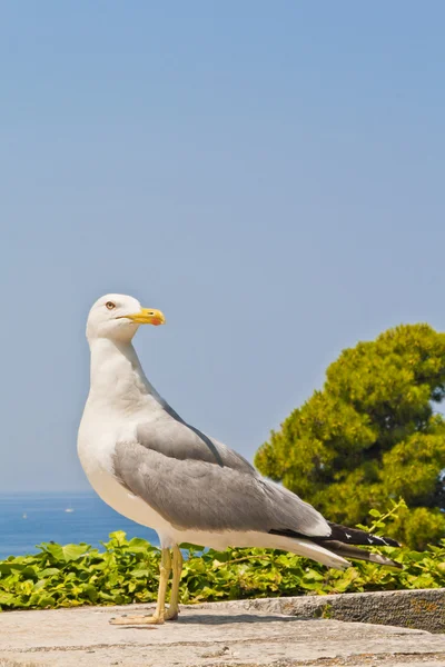 stock image Seagull