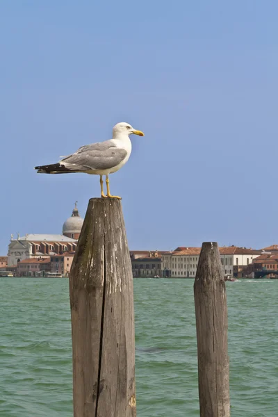 stock image Seagull sitting on a pole