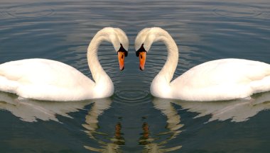 Two swans making heart clipart