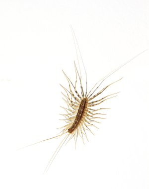 House centipede on the wall clipart