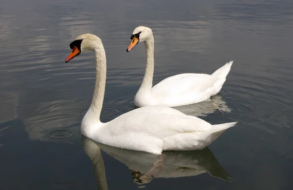 stock image Two swans in water