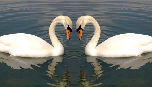 Two swans making heart Stock Photo