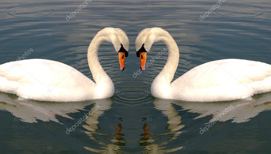 Two swans making heart