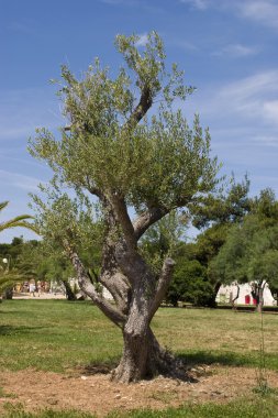 Dalmaçya zeytin ağacı