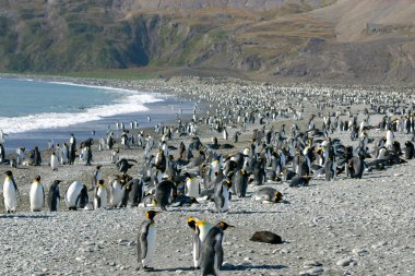 Colony of King Penguin in South Georgia clipart