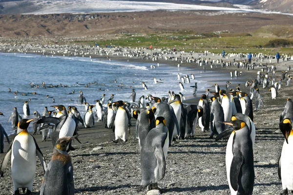 Koloni Kral penguen Güney Georgia — Stok fotoğraf