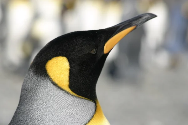 Pinguim-imperador em habitat natural, fundo azul — Fotografia de Stock
